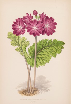 Lot 91 - Wooster (David). Alpine Plants, 2 volumes, 1872-74