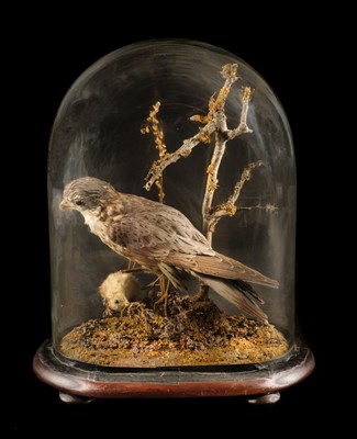 Lot 165 - Taxidermy. A taxidermic merlin