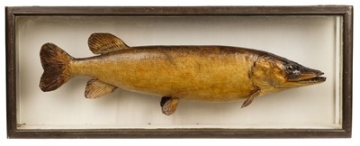 Lot 163 - Taxidermy. A taxidermic pike