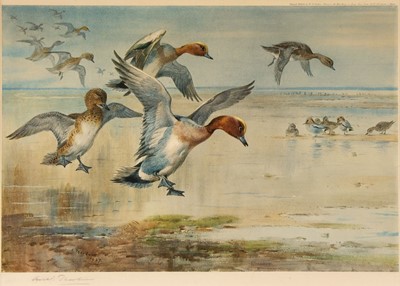 Lot 232 - Thorburn (Archibald, 1860 - 1935). Wigeon alighting, 1927