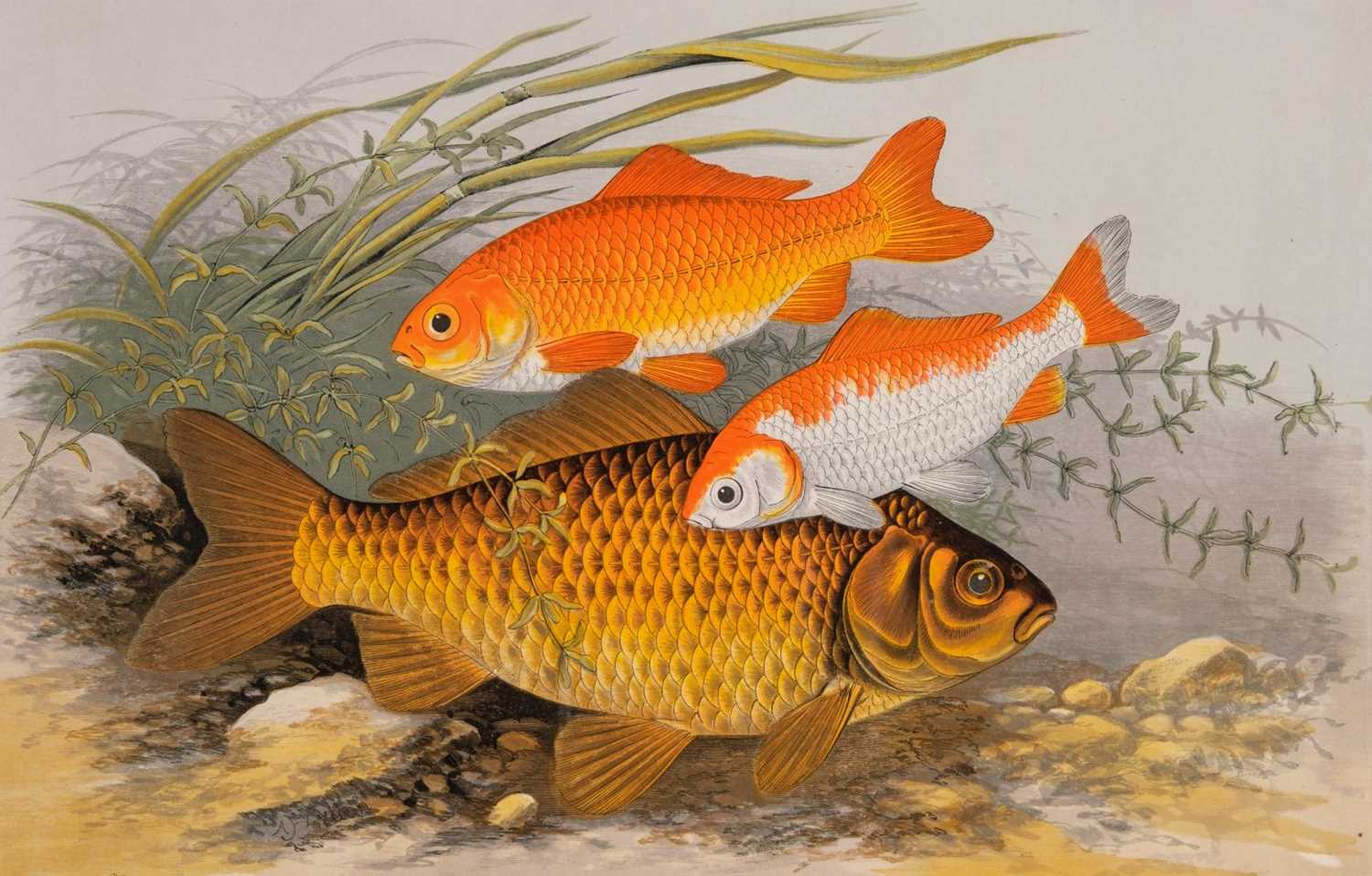 Lot 84 - Houghton (William). British Fresh-Water Fishes, 1st edition, William Mackenzie, [1879]