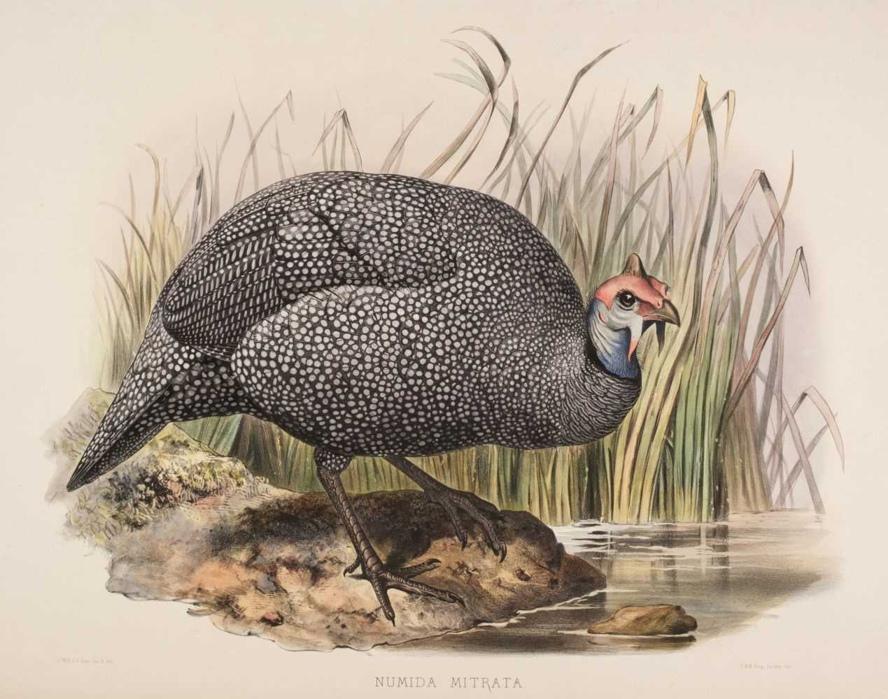 Lot 120 - Wolf (J. & Smit J.). Numida Mitrata & Numida Coronata, 1870 - 72