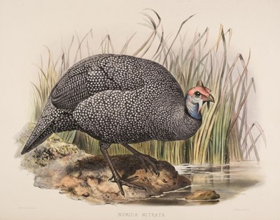 Lot 296 - Wolf (J. & Smit J.). Numida Mitrata & Numida Coronata, 1870 - 72