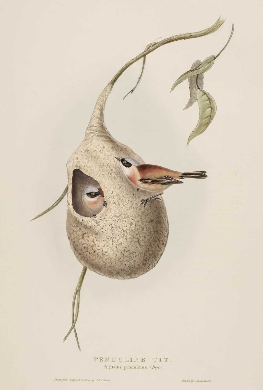 Lot 84 - Gould (J. & E.). Ten lithographs originally published in 'The Birds of Europe', 1832 - 37