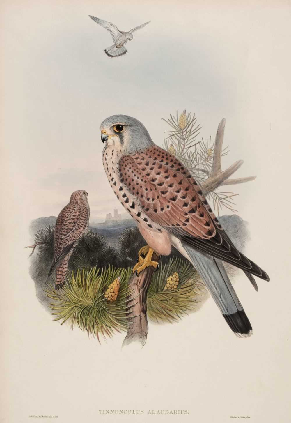 Lot 89 - Gould (J., Wolf J. & Richter H. C.). Tinnunculus Alaudarius, 1862 - 73