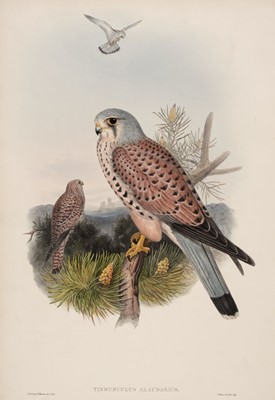 Lot 89 - Gould (J., Wolf J. & Richter H. C.). Tinnunculus Alaudarius, 1862 - 73