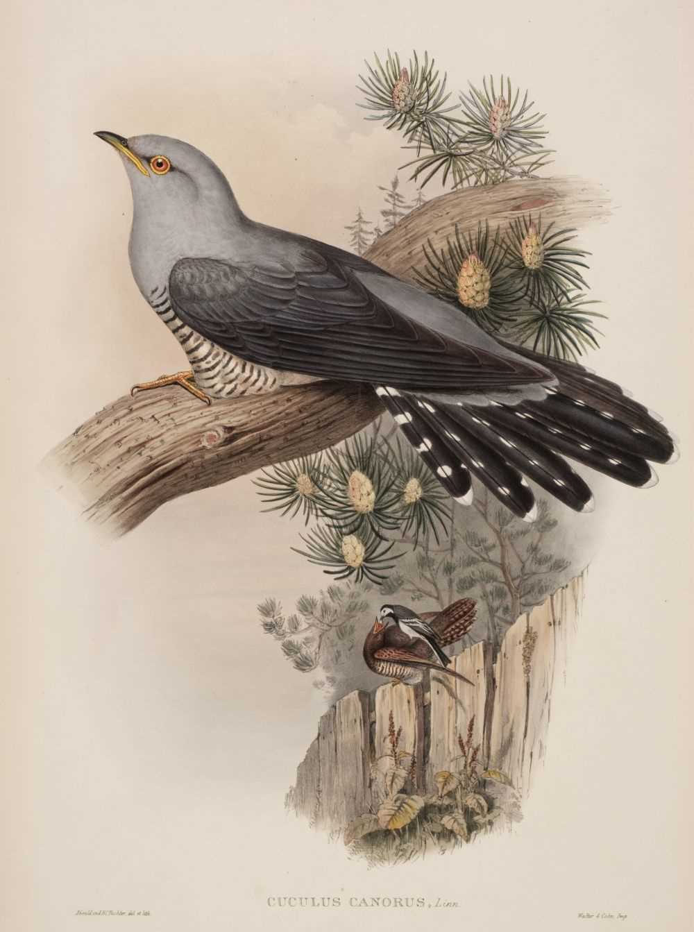 Lot 88 - Gould (J. & Richter H. C.). Cuculus Canorus, 1862 - 73