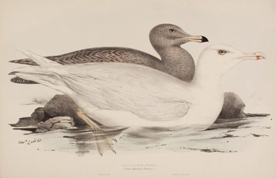 Lot 279 - Lear (Edward). Rock Ptarmigan & Glaucous Gull, plus Audouin's Gull