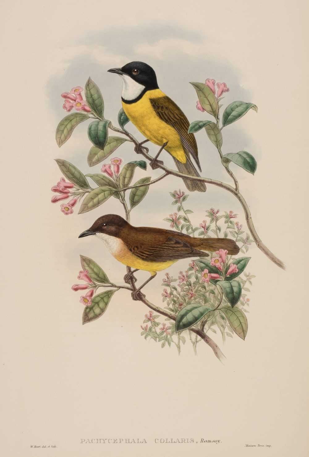 Lot 85 - Gould (J. & Hart W.), Six lithographs from The Birds of New Guinea, 1875 - 88