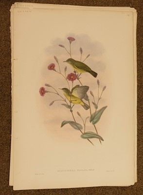Lot 85 - Gould (J. & Hart W.), Six lithographs from The Birds of New Guinea, 1875 - 88