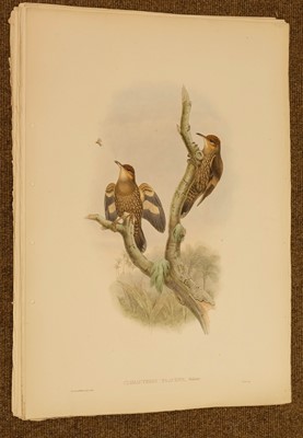 Lot 85 - Gould (J. & Hart W.), Six lithographs from The Birds of New Guinea, 1875 - 88