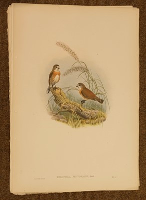 Lot 85 - Gould (J. & Hart W.), Six lithographs from The Birds of New Guinea, 1875 - 88
