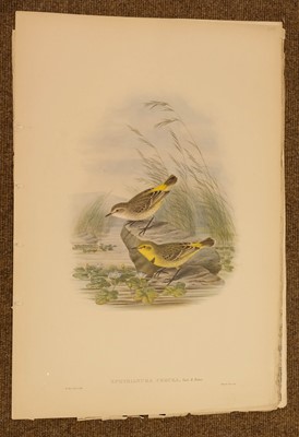 Lot 85 - Gould (J. & Hart W.), Six lithographs from The Birds of New Guinea, 1875 - 88