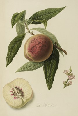 Lot 141 - Hooker (William). Pomona Londinensis, 1st edition, 1813-18, & 2 others, with plates
