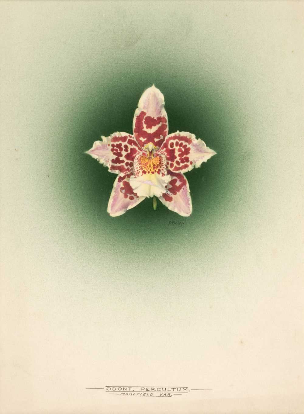 Lot 110 - Orchid Watercolours. Bolas (Frederick William, 1871-1951).