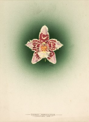 Lot 110 - Orchid Watercolours. Bolas (Frederick William, 1871-1951).