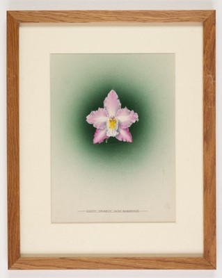 Lot 110 - Orchid Watercolours. Bolas (Frederick William, 1871-1951).