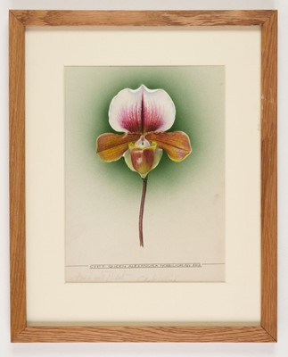 Lot 110 - Orchid Watercolours. Bolas (Frederick William, 1871-1951).