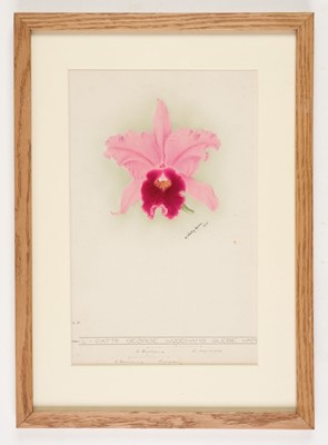 Lot 110 - Orchid Watercolours. Bolas (Frederick William, 1871-1951).