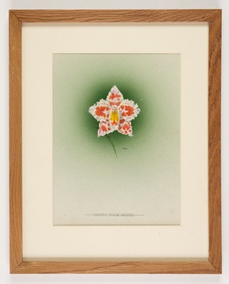 Lot 110 - Orchid Watercolours. Bolas (Frederick William, 1871-1951).