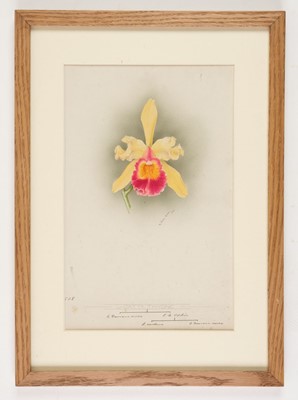 Lot 110 - Orchid Watercolours. Bolas (Frederick William, 1871-1951).