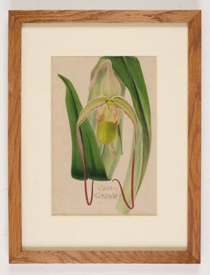 Lot 110 - Orchid Watercolours. Bolas (Frederick William, 1871-1951).
