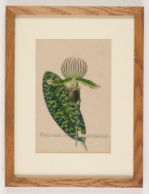 Lot 110 - Orchid Watercolours. Bolas (Frederick William, 1871-1951).