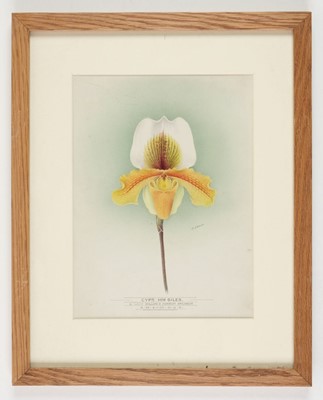 Lot 110 - Orchid Watercolours. Bolas (Frederick William, 1871-1951).