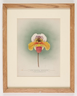 Lot 110 - Orchid Watercolours. Bolas (Frederick William, 1871-1951).