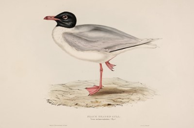 Lot 95 - Gould, (John, 1804-1881). 4 hand-coloured lithographs, Natural History