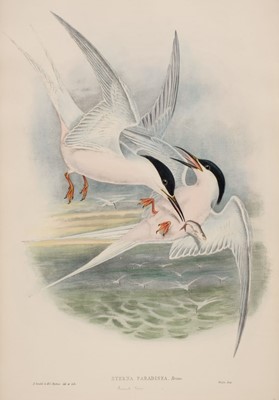 Lot 94 - Gould (John, 1804-1881). Three hand-coloured lithographs, circa 1832-63