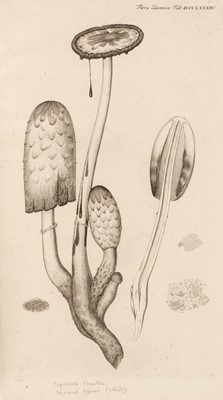 Lot 82 - Flora Danica, fascicules 1-4 and 6-16, 1761-87, with 900 plates