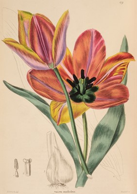 Lot 160 - Sweet (Robert). The Ornamental Flower Garden and Shrubbery, volume 1 only (of 4), 1852