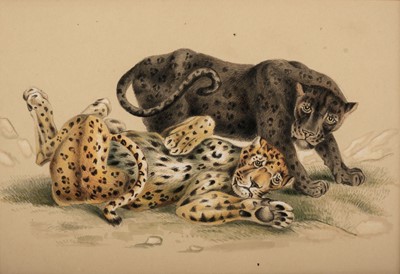 Lot 461 - English School. Four watercolour drawings of big cats, circa 1828