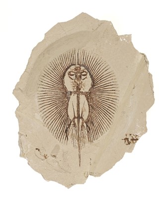 Lot 216 - Stingray.