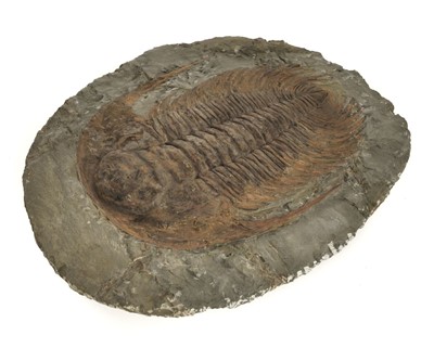 Lot 210 - Paradoxides.
