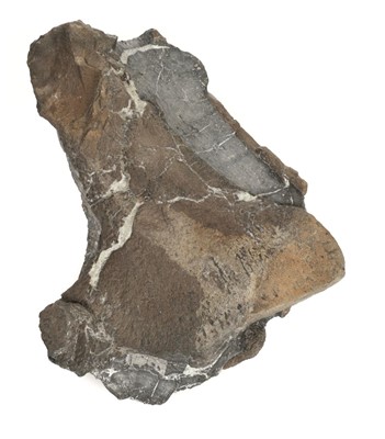 Lot 212 - Plesiosaur Paddle.