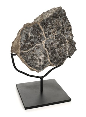 Lot 207 - Marston Magna Ammonite.