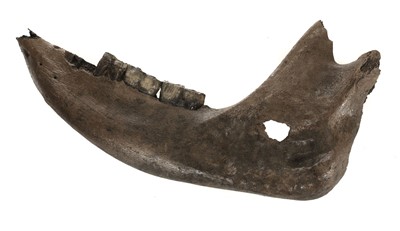 Lot 217 - Woolly Rhino Jaw.