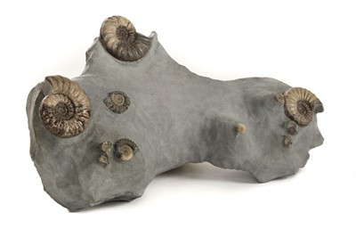 Lot 200 - Ammonite Plate.