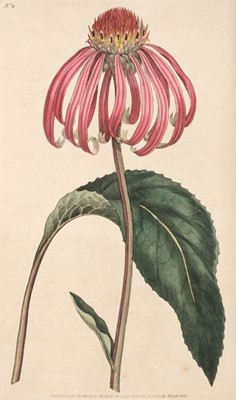 Lot 149 - Curtis (William). The Botanical Magazine; ... , vols. 1-24 bound in 12, Stephen Couchman, 1793-1806