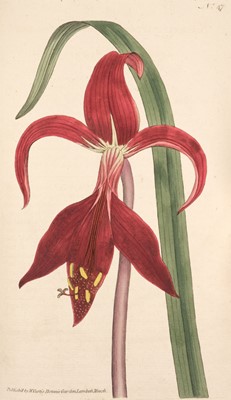 Lot 149 - Curtis (William). The Botanical Magazine; ... , vols. 1-24 bound in 12, Stephen Couchman, 1793-1806