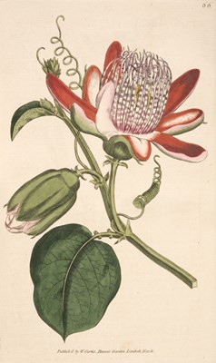 Lot 149 - Curtis (William). The Botanical Magazine; ... , vols. 1-24 bound in 12, Stephen Couchman, 1793-1806