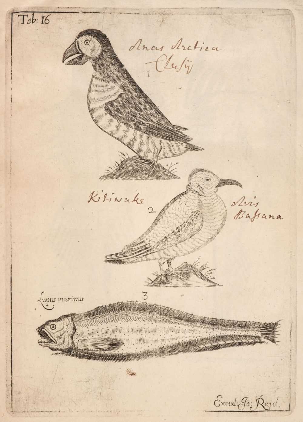 Lot 93 - Sibbald (Robert). Scotia illustrata sive prodromus historiae naturalis, 1st edition, 1684