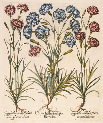 Lot 199 - Besler (Basilius). Caryophyllus multiplex floe albo, Nuremberg, circa 1613