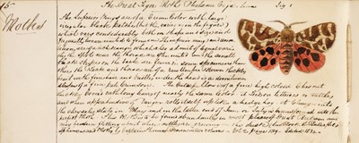 Lot 103 - Entomology. Manuscript notebook on moths and butterflies, c.1850