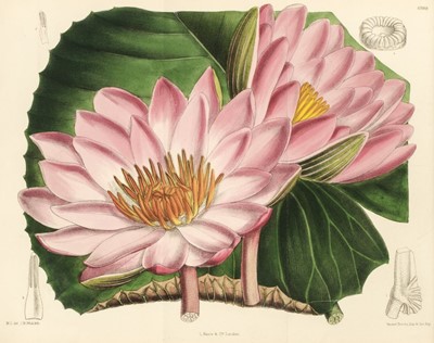 Lot 98 - Curtis (William). Curtis's Botanical Magazine, volumes 43, 44, 45 & 46 (of 3rd series), 1887-90