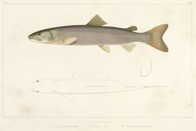 Lot 91 - Agassiz (Jean & Vogt, Carl). Histoire naturelle des poissons d'eau douce, 1839-45