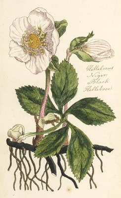 Lot 97 - Botany. Two volumes containing 137 British botanical watercolour studies, late 18th/early 19th c.