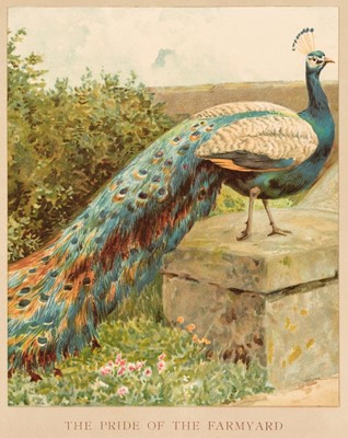 Lot 695 - Nister (Ernest, publisher). Picture Gallery of Pets and  Railway Train Book